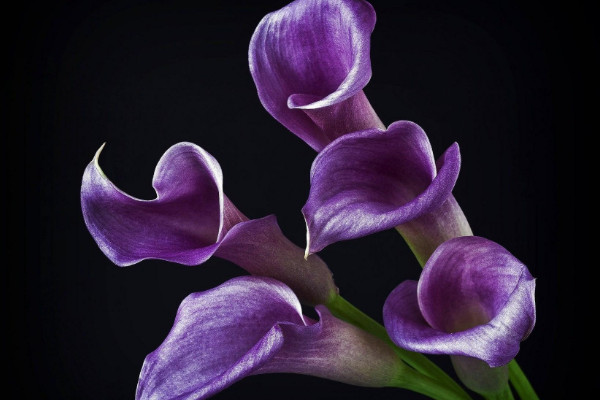 海芋花和馬蹄蓮對(duì)比