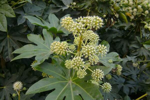 虎刺梅和金剛纂的區(qū)別，通過枝干、葉片、花朵進(jìn)行區(qū)分