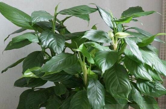 大葉萬年青有毒嗎，誤食會(huì)導(dǎo)致聲帶嘶啞、失明