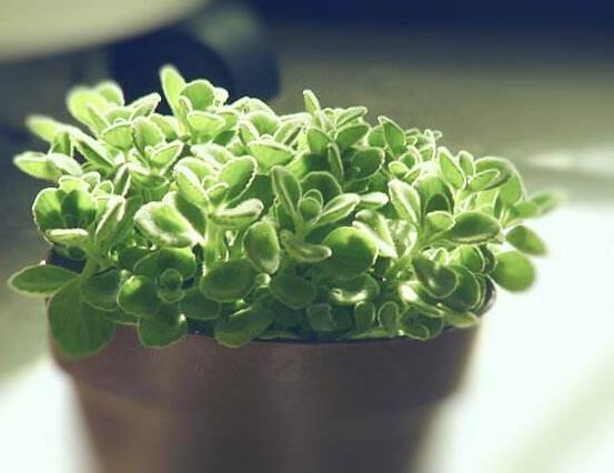 碰碰香如何澆水，做到見(jiàn)干見(jiàn)濕原則