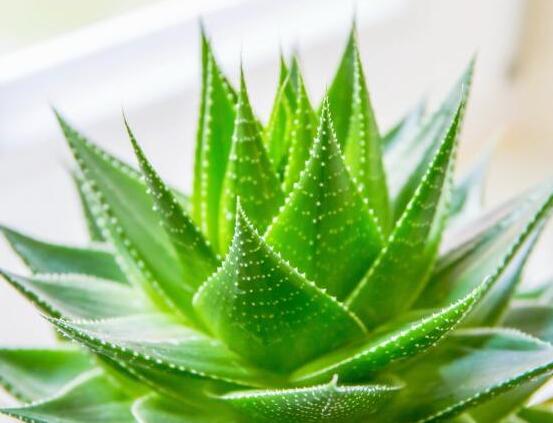 蘆薈怎么吃最好，老農(nóng)總結(jié)最美味的六種吃法