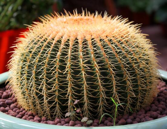 仙人球移栽注意事項(xiàng)，注意不可弄傷根系、及時(shí)消毒/土壤微濕潤