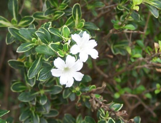 六月雪功效與作用，是一個不折不扣治療百病藥王