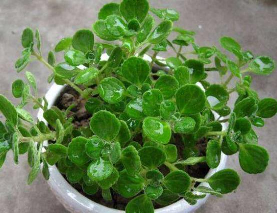 碰碰香長的太長怎么辦，及時(shí)修剪頭部/不斷進(jìn)行扦插繁殖