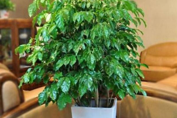 幸福樹(shù)只剩樹(shù)干能活嗎