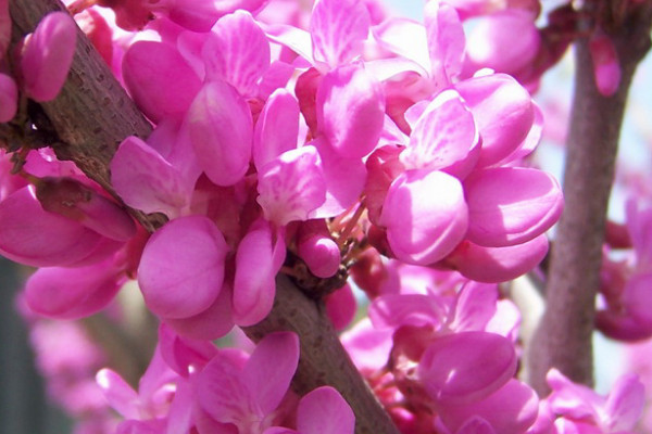 紫荊花什么時(shí)候扦插