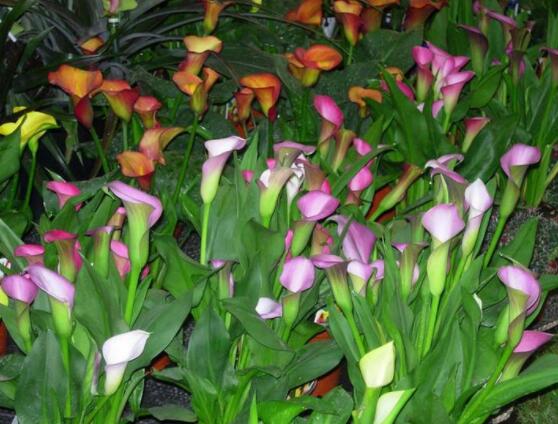 荷蘭馬蹄蓮的養(yǎng)殖方法，做好六個要點生長碧綠宜人