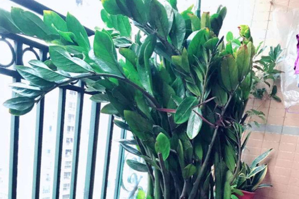 金錢樹(shù)怎樣配土