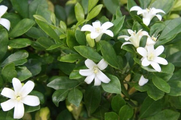 九里香的養(yǎng)殖方法和注意事項(xiàng)