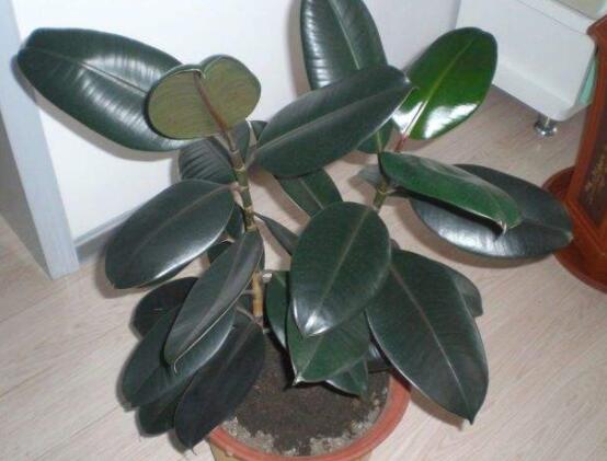 橡皮樹的葉插方法，擇基部下小嫩芽葉片/春秋季節(jié)扦插最佳