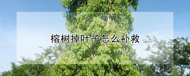 榕樹(shù)掉葉子怎么補(bǔ)救