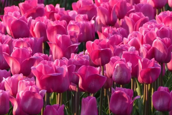 郁金香秋天會(huì)生長出葉么