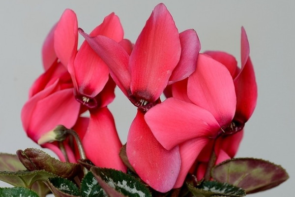 仙客來的養(yǎng)殖方法和注意事項(xiàng)