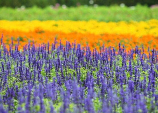 薰衣草的種類圖片大全，欣賞最好看的六大品種
