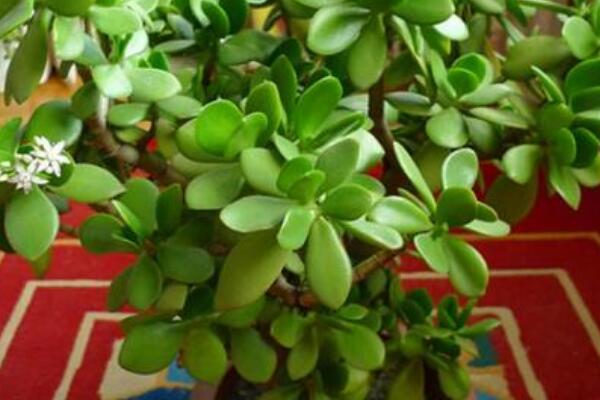 玉樹葉子干癟的原因