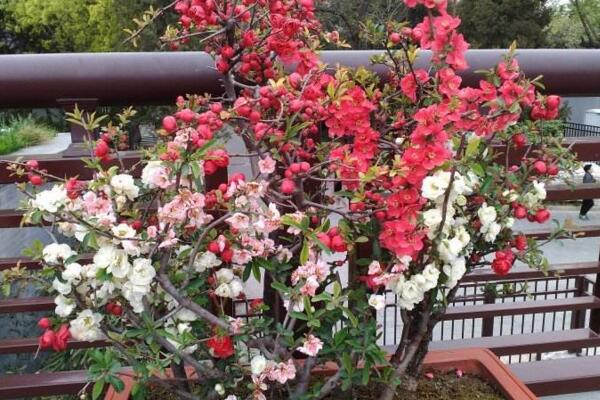 桃花冬天的養(yǎng)殖方法，光照越充足越有利于植株越冬