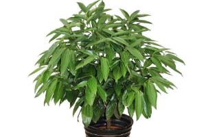 平安樹有什么好處，平安樹的功效與作用