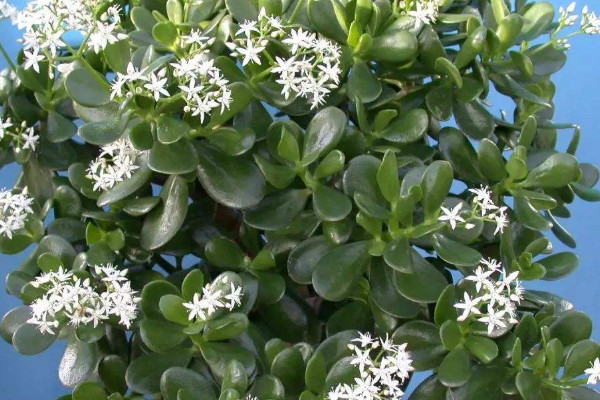 金錢樹與玉樹的區(qū)別