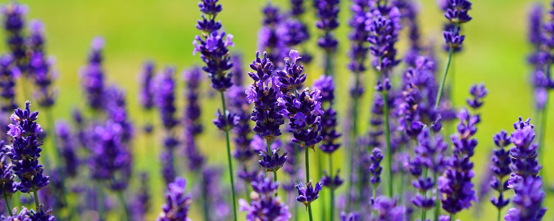 薰衣草為什么不開花結(jié)果