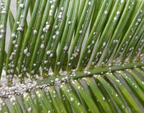 鐵樹有哪些病蟲害，鐵樹病蟲害防治