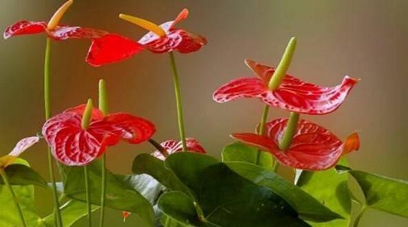 紅掌的催花方法，加強(qiáng)日常管理（溫度、光照、通風(fēng)、肥水）