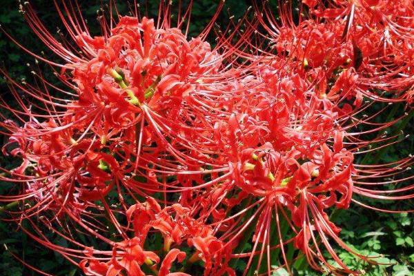 彼岸花的養(yǎng)護(hù)方法