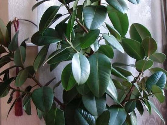 橡皮樹幾月份砍頭好，6-7月是最佳砍頭時(shí)間