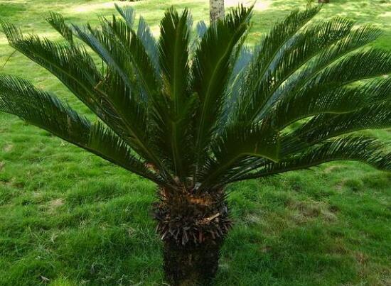 鐵樹有哪些病蟲害，鐵樹病蟲害防治