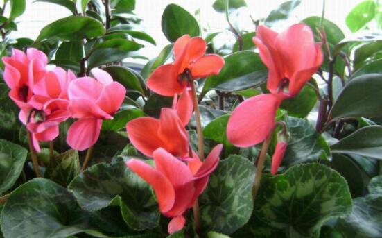 仙客來(lái)不長(zhǎng)新葉怎么辦，多半是盆土澆水光照導(dǎo)致