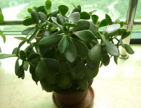 燕子掌葉片發(fā)軟怎么辦，多半是澆水和盆土不當導致