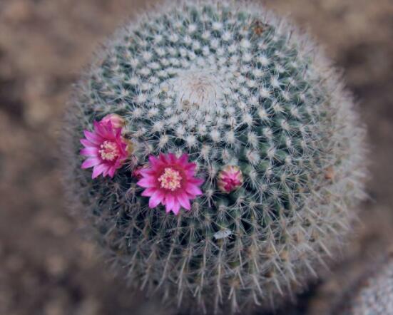 仙人球防輻射嗎，不能/只能防太陽紫外線(光學(xué)輻射)