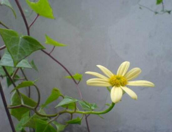 常春藤會(huì)開花嗎，常春藤什么時(shí)候開花