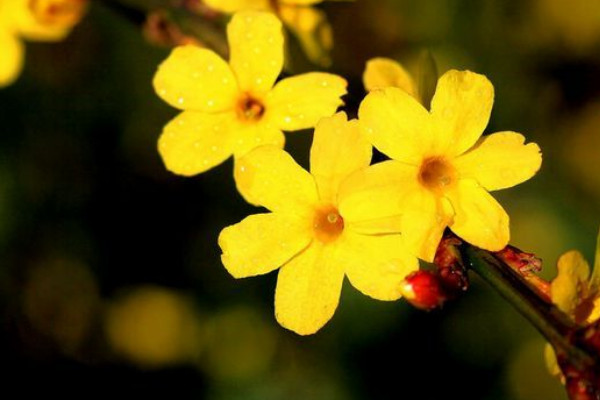 迎春花會(huì)爬藤嗎