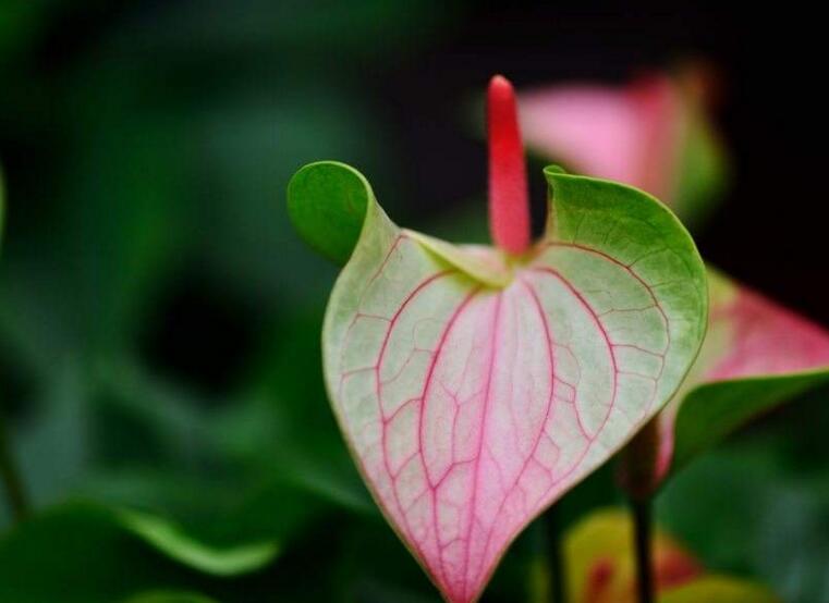 一帆風(fēng)順花葉子發(fā)黃怎么辦，及時采光施肥可以挽救葉子發(fā)黃