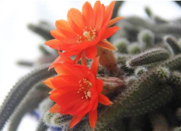 白檀仙人掌不開花怎么辦，缺乏光照是主要原因