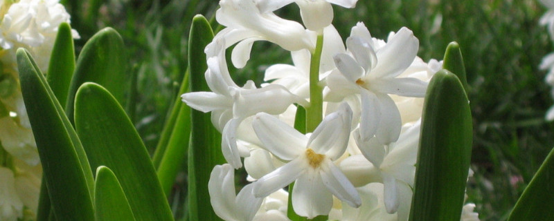 風(fēng)信子冬天水培怎么養(yǎng)