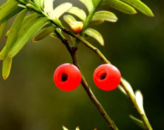 紅豆杉的正確食用方法，盤點(diǎn)營養(yǎng)價值最高四種方法