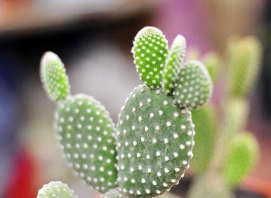 仙人掌為什么不用澆水，因吸水能力太強(qiáng)