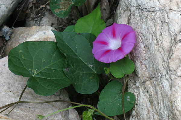 牽?；绲酿B(yǎng)護方法