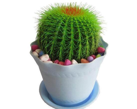 仙人球能治什么病，仙人球的作用與功效