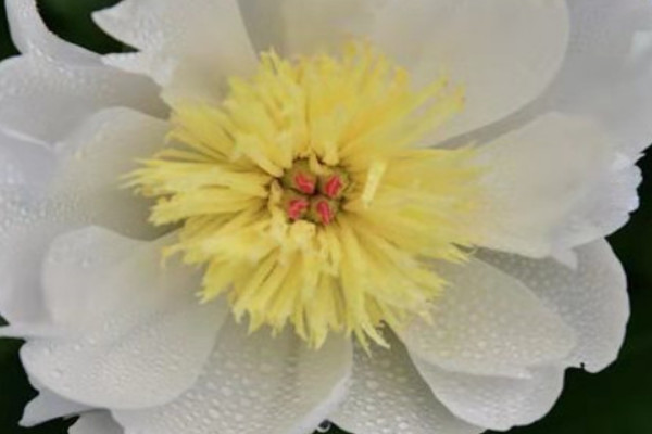 芍藥的春季養(yǎng)護(hù)及管理