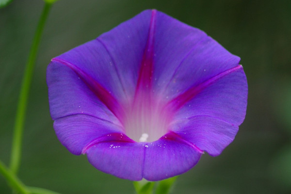 牽牛花是怎樣陸續(xù)開放的呢