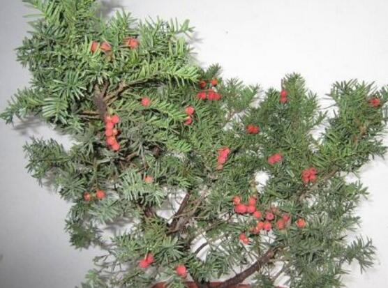 紅豆杉盆景冬天怎么養(yǎng)，教你五個好方法安然過冬