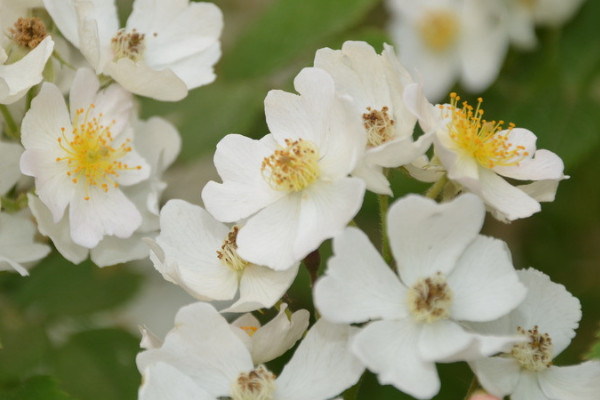 薔薇花的養(yǎng)殖方法