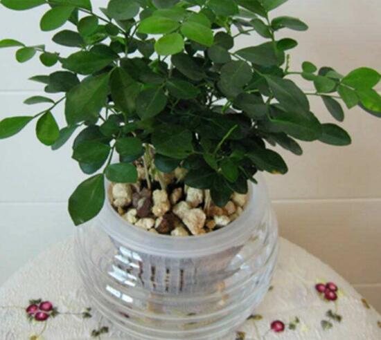 九里香可以水培嗎，九里香水培的養(yǎng)殖方法