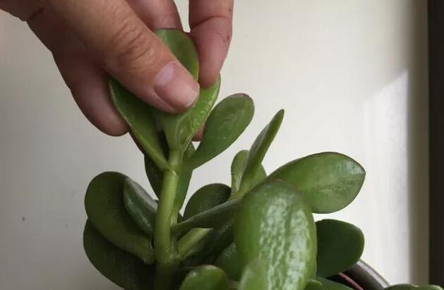 玉樹的繁殖方法，介紹葉插和枝插兩種繁殖方法