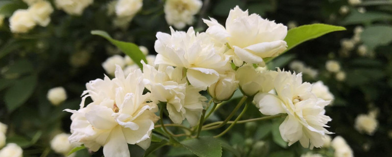 木香和九里香的區(qū)別