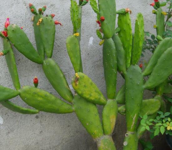 仙人掌怎么養(yǎng)可以又粗又壯，做到四個(gè)要點(diǎn)高枕無(wú)憂(健壯)