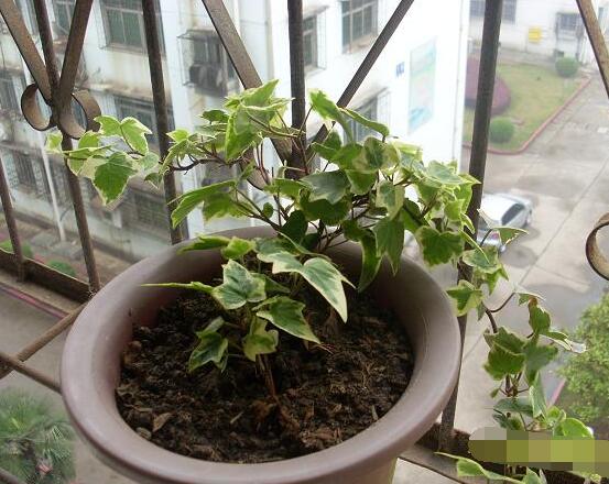 常春藤如何扦插，插蕙盆土剪刀花盆消毒液缺一不可