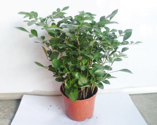 九里香爛根的原因，九里香爛根怎么辦